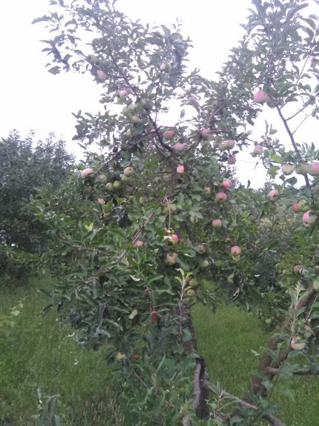  - Imagini 22 iulie 2018