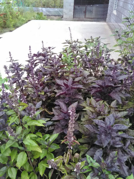  - Imagini 22 iulie 2018