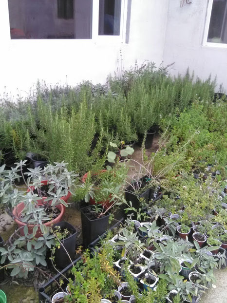  - Imagini 22 iulie 2018