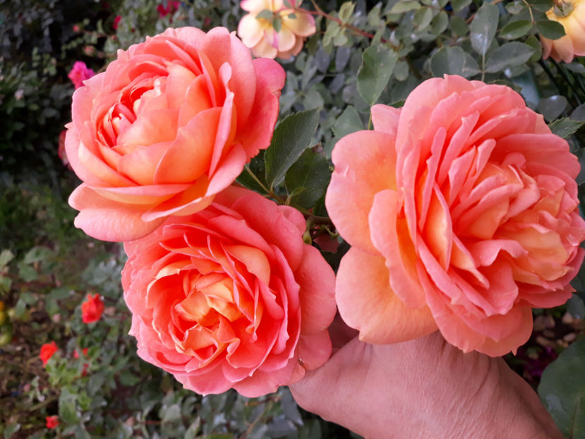  - LADY OF SHALLOT David Austin 3