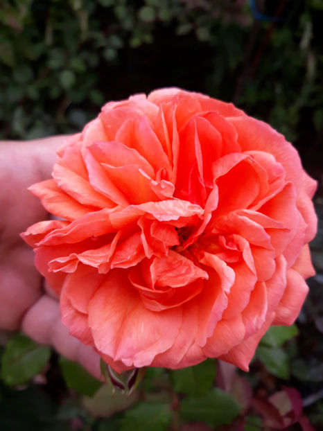  - SUMMER SONG David Austin 3