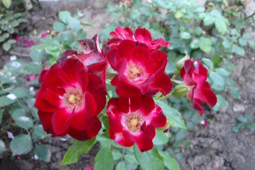  - Patrick Poivre d Arvor