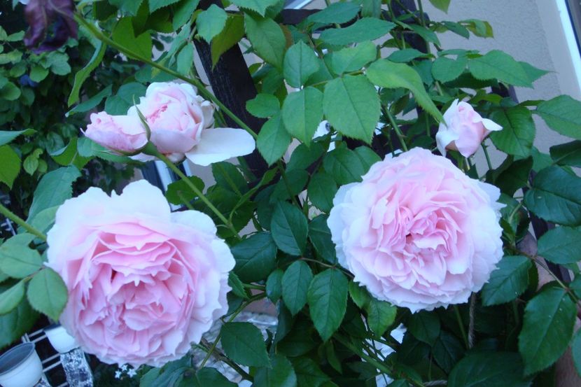  - The Wedgewood Rose