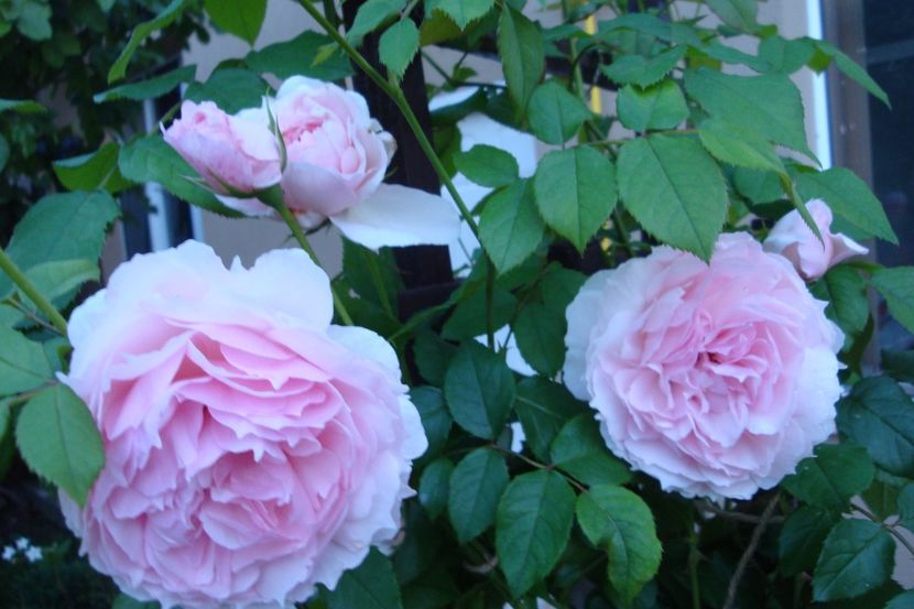  - The Wedgewood Rose