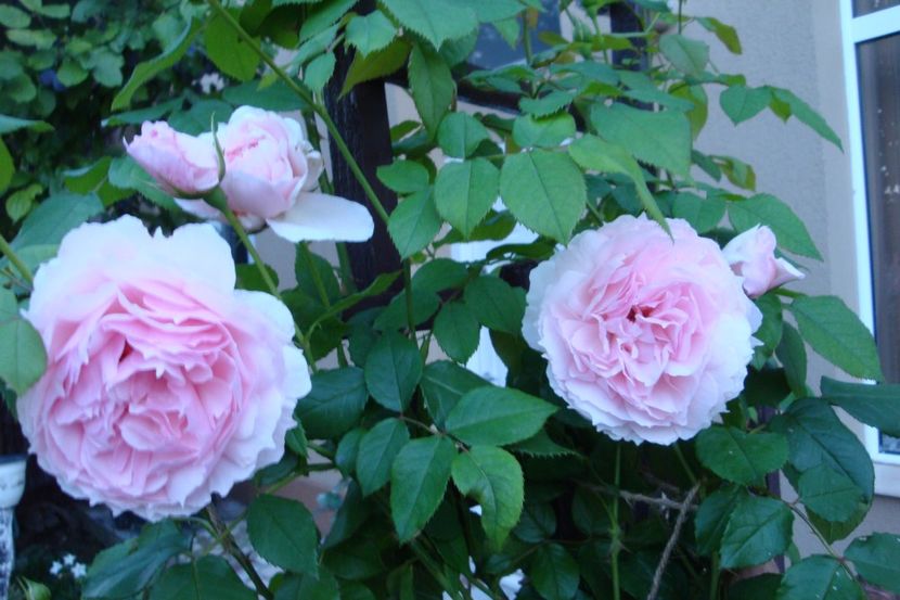  - The Wedgewood Rose