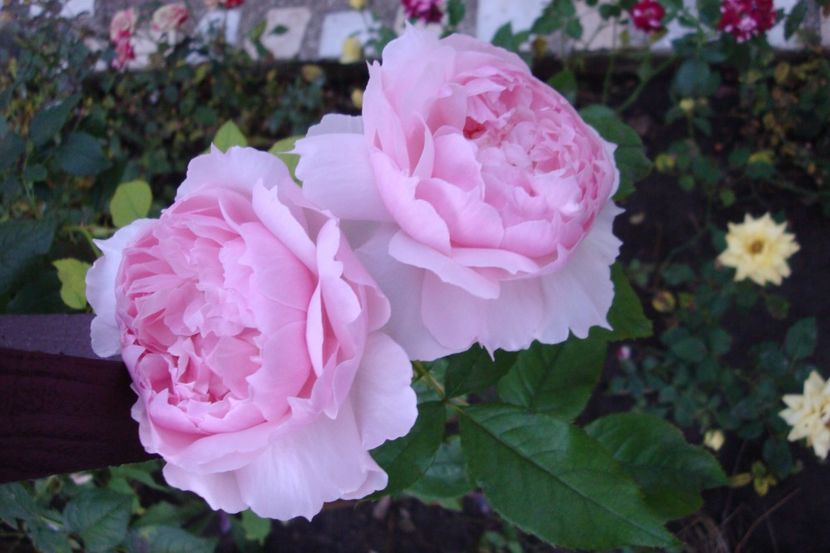  - The Wedgewood Rose