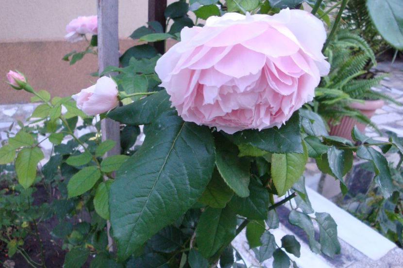  - The Wedgewood Rose