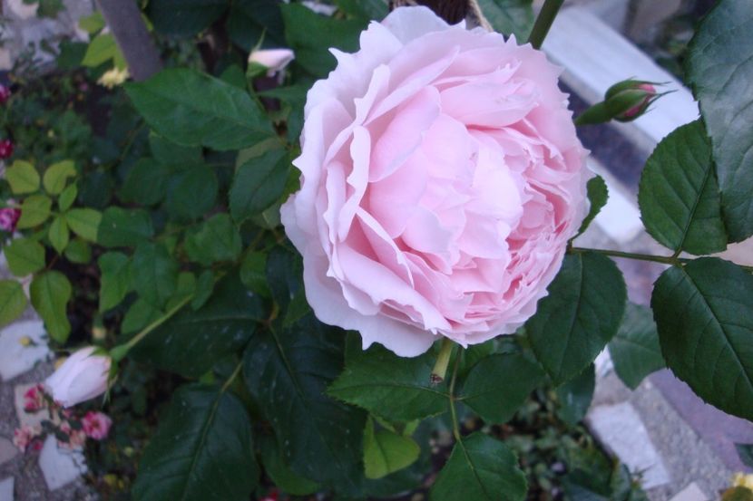  - The Wedgewood Rose