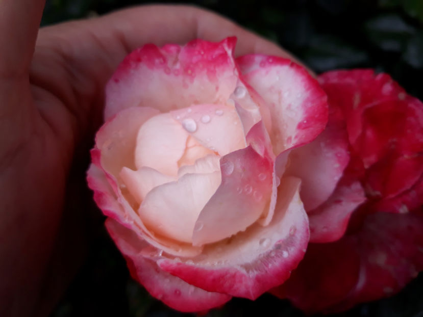  - NOSTALGIE Tantau 2