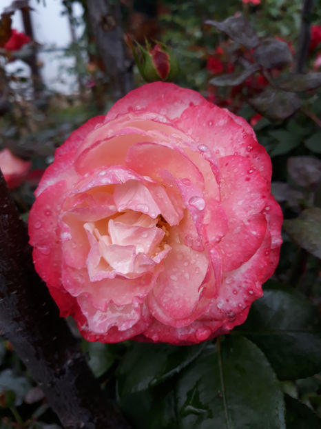  - NOSTALGIE Tantau 2