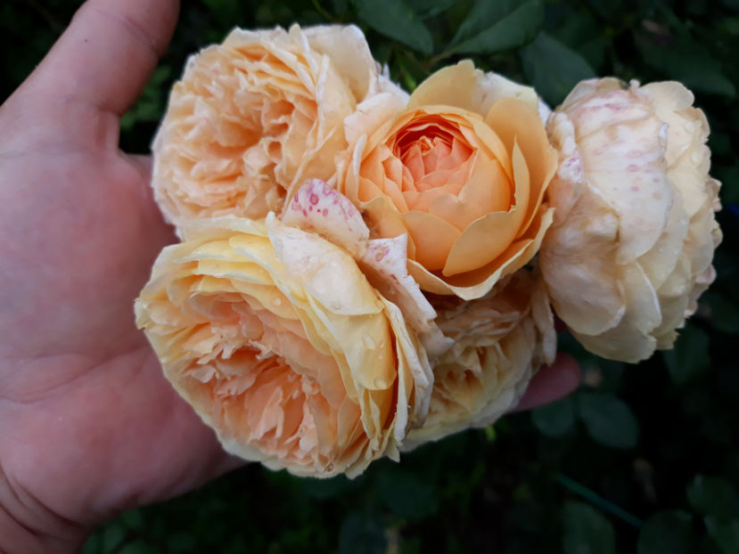  - CROWN PRINCESS MARGARETH David Austin 3