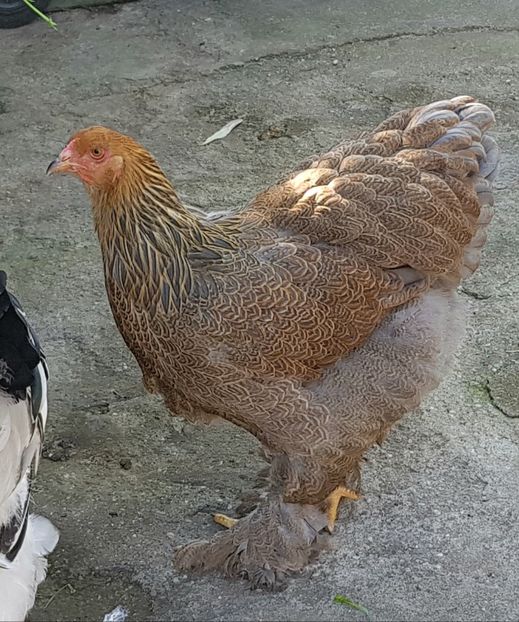  - a__Pui si tineret brahma 2018