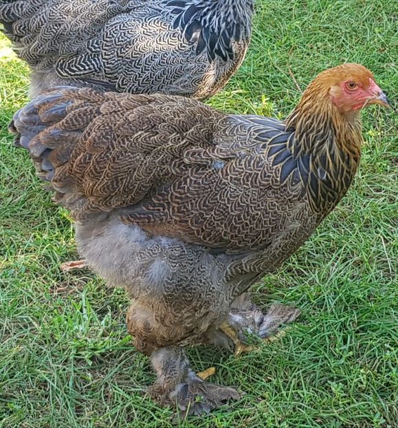  - a__Pui si tineret brahma 2018