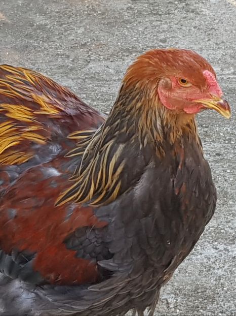  - a__Pui si tineret brahma 2018