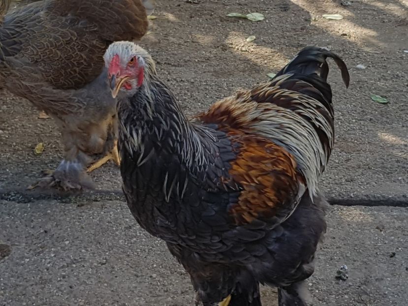  - a__Pui si tineret brahma 2018