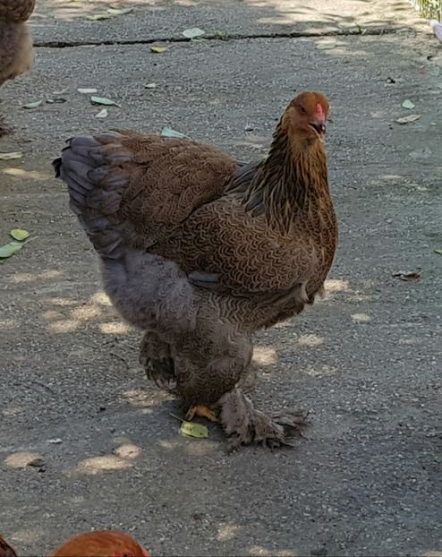  - a__Pui si tineret brahma 2018