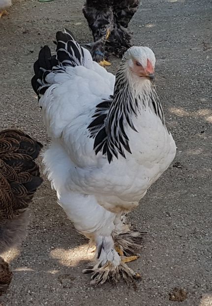  - a__Pui si tineret brahma 2018