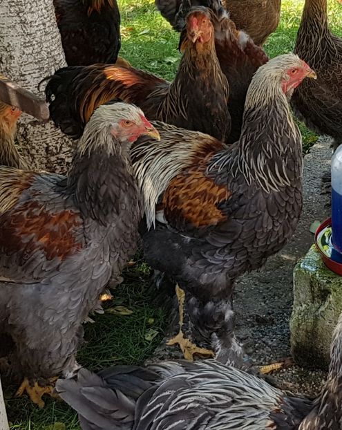  - a__Pui si tineret brahma 2018