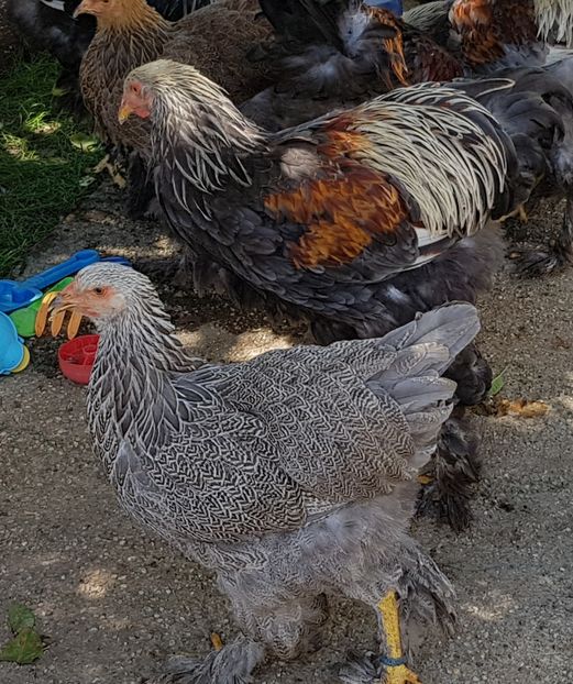  - a__Pui si tineret brahma 2018