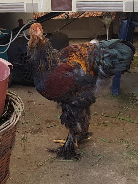  - a__Pui si tineret brahma 2018