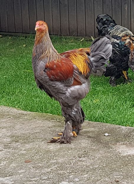  - a__Pui si tineret brahma 2018