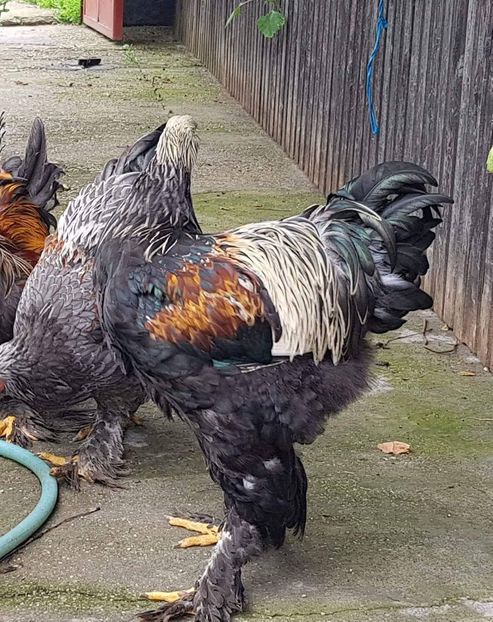 received_2068801703154798 - a__Pui si tineret brahma 2018