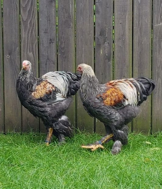  - a__Pui si tineret brahma 2018