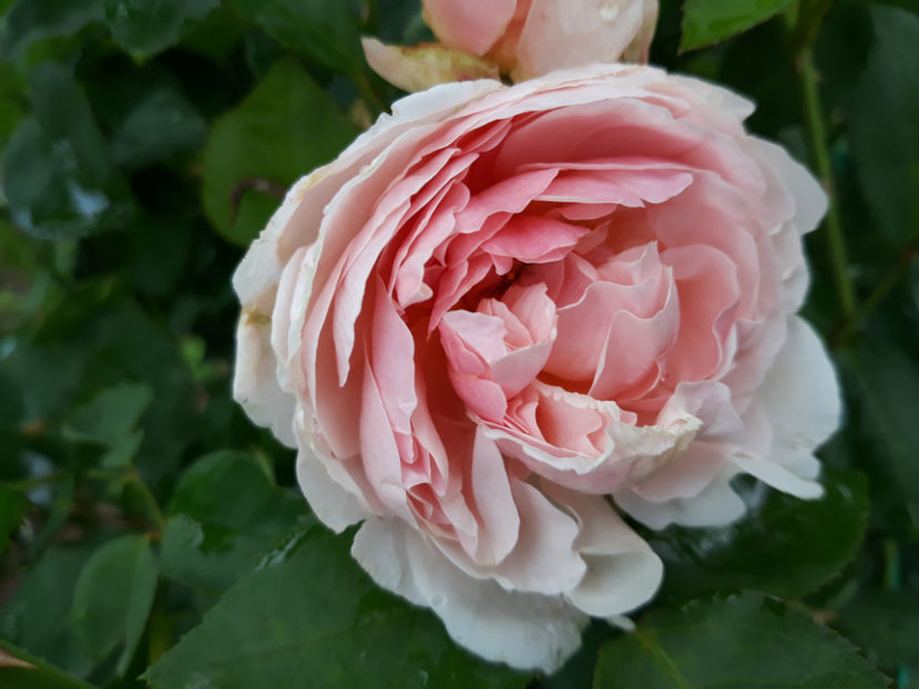  - ST SWITHUN David Austin 3