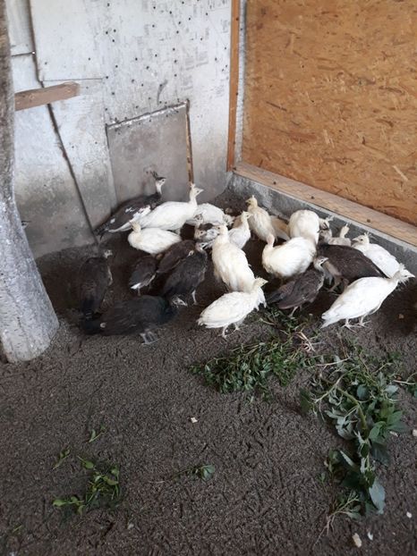  - PUI PĂUN 2018