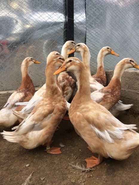  - TINERET SAXONE 2018