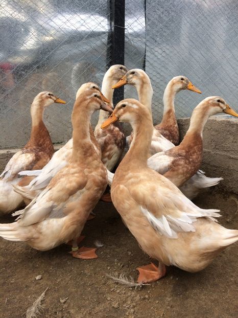  - TINERET SAXONE 2018