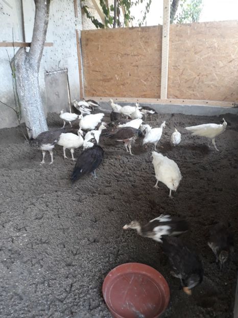  - PUI PĂUN 2018