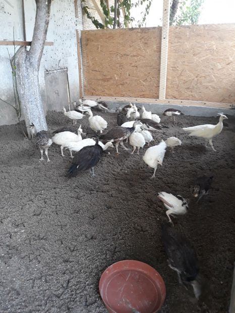  - PUI PĂUN 2018