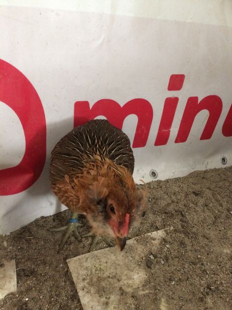  - TINERET ARAUCANA GIT AURIU 2018