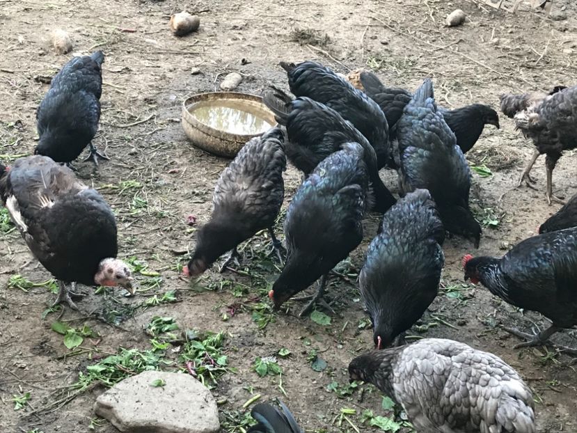 B0635F92-72FC-4264-9800-1FF53FD4181E - Australorp