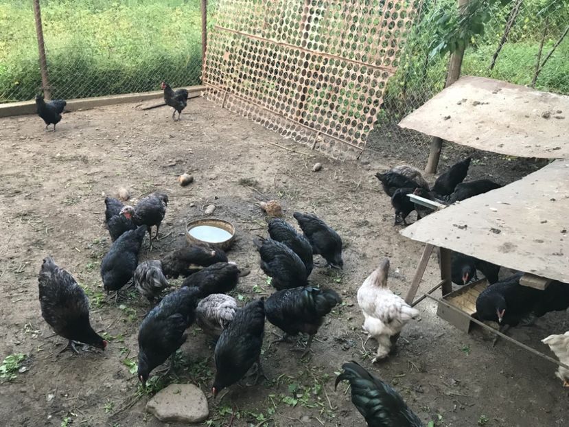 7FC40B80-5493-450D-ABC0-67CCE1EBA0FB - Australorp