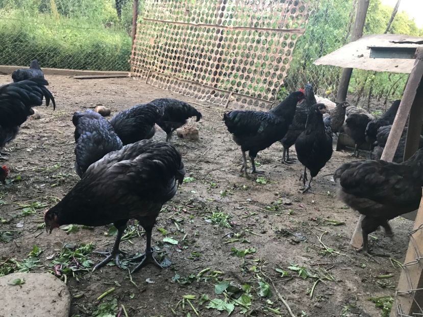 19442486-261E-482B-8C16-97FC76AD9566 - Australorp