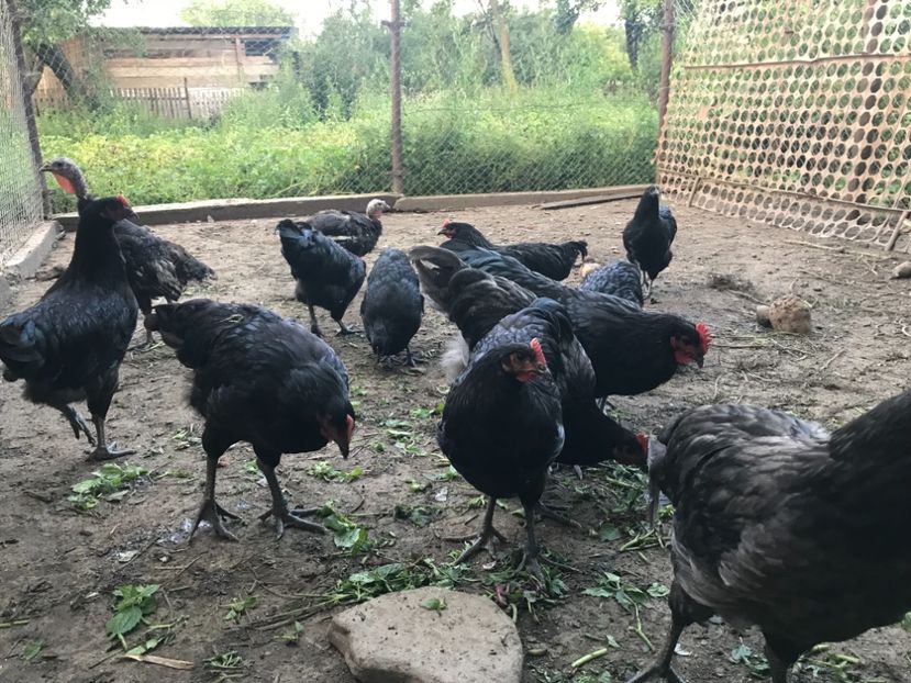 120179E4-633E-4701-9B70-C172DC7A4F2B - Australorp