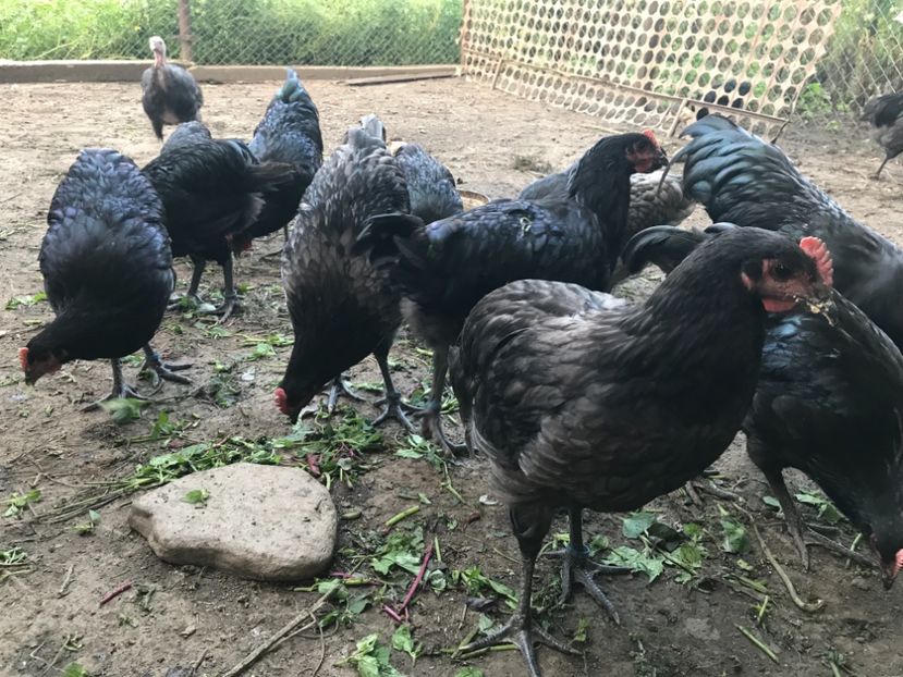 EEE8AB60-871C-4E95-90B4-572FAC9E9180 - Australorp