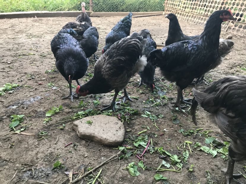 31D1F354-983C-47C2-B13E-9E2F79B9FBD2 - Australorp