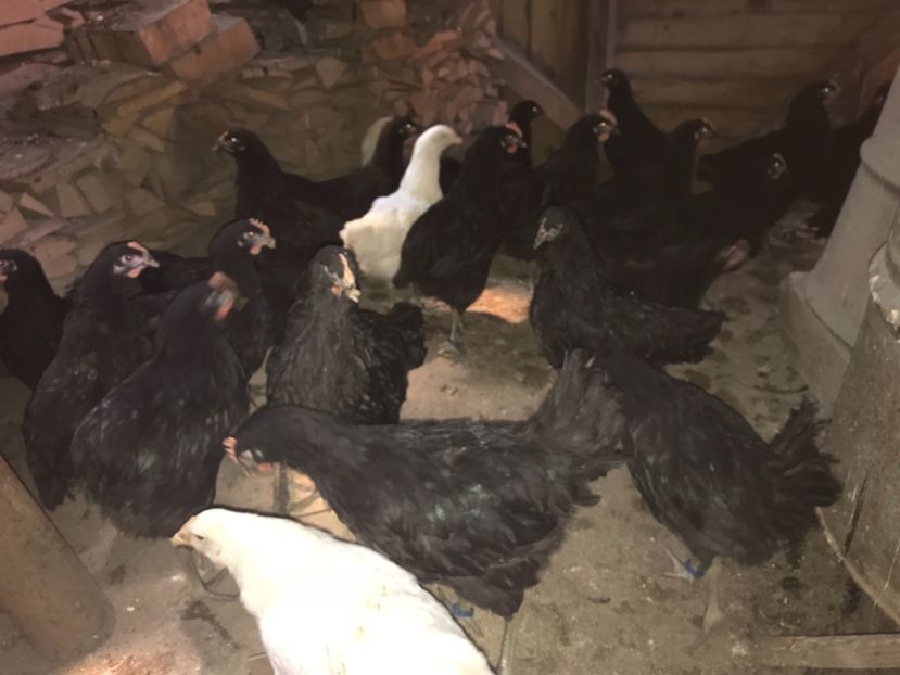 94C4B01B-34D3-4143-A7CD-D40558B197F5 - Giant Jersey pui - seria 1