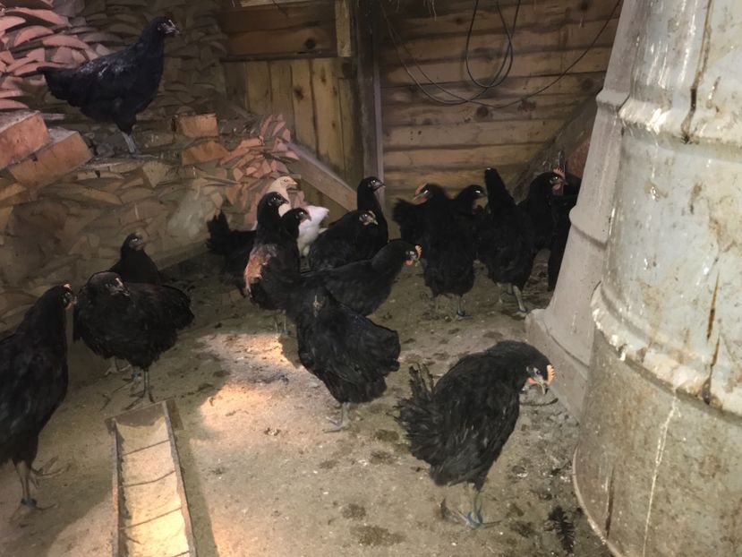 9148DDD8-9539-4398-ABCE-FE2DA9825D9E - Giant Jersey pui - seria 1