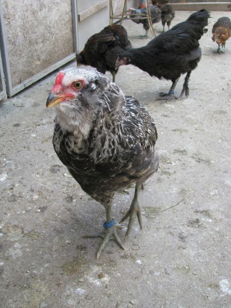  - ARAUCANA ARGINTIU TINERET 2018