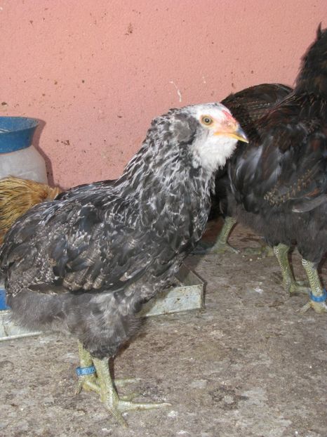  - ARAUCANA ARGINTIU TINERET 2018