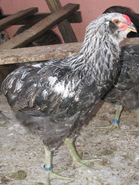  - ARAUCANA ARGINTIU TINERET 2018
