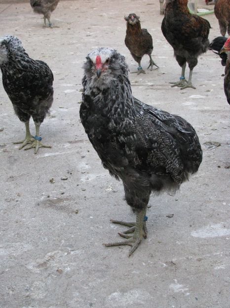  - ARAUCANA ARGINTIU TINERET 2018