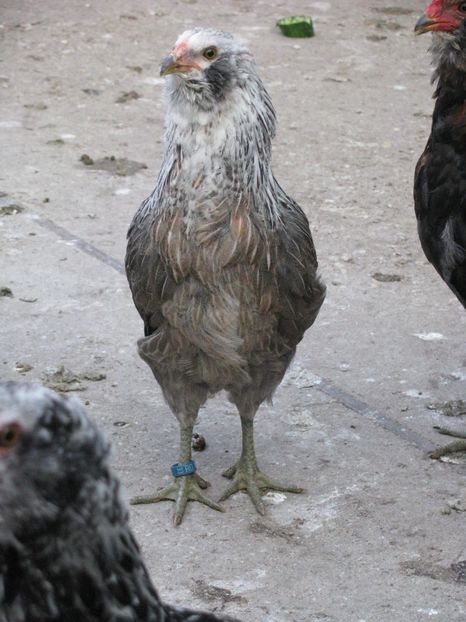  - ARAUCANA ARGINTIU TINERET 2018