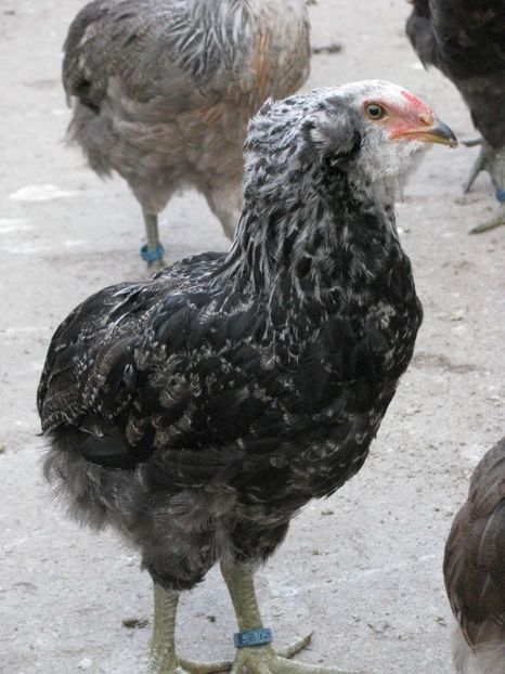  - ARAUCANA ARGINTIU TINERET 2018