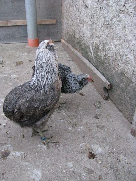  - ARAUCANA ARGINTIU TINERET 2018