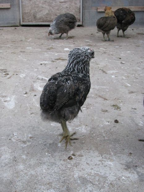  - ARAUCANA ARGINTIU TINERET 2018